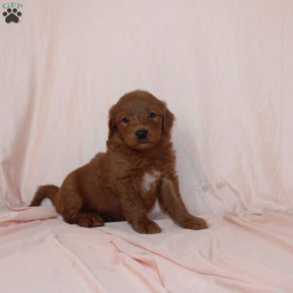 Wade, Mini Goldendoodle Puppy
